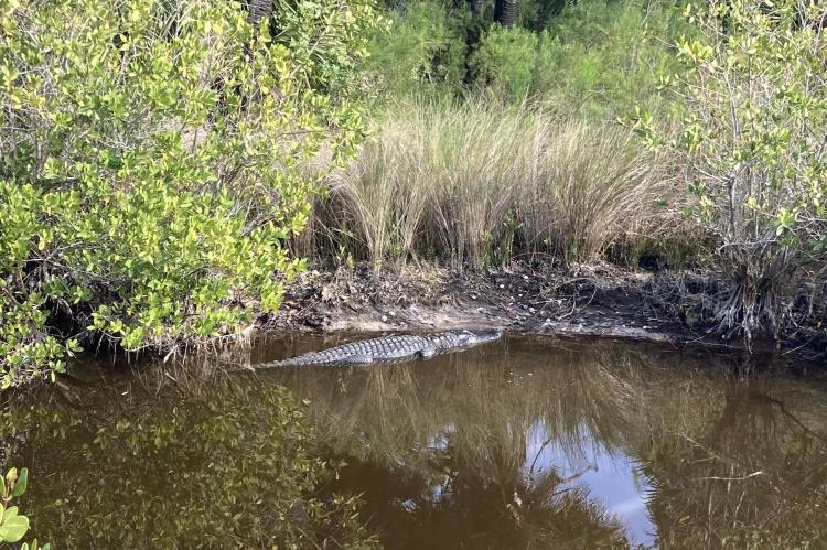 The FWC extended hours and the ways hunters are able to catch alligators during this year’s hunting season. 