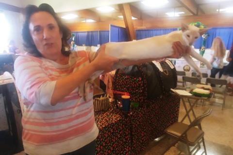 Cat show co-manager Michele Lukic holds Mr. Jefferson, a colorpoint shorthair breed, in a way that judges would inspect the breed.