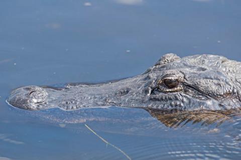 In spring alligators become more active and visible. 