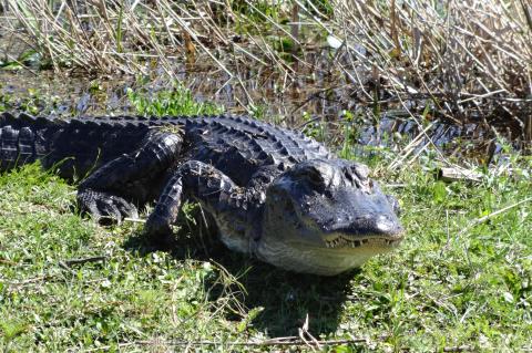 Alligator hunting season runs between Aug. 15 and Nov. 1. 