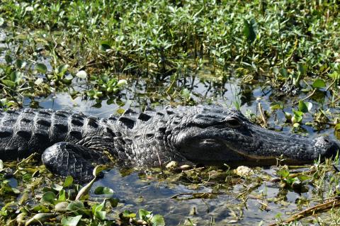 The Statewide Alligator Harvest Program takes place between Aug. 15 and Nov. 1. 