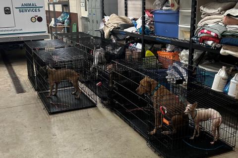 Some of the animals unloaded from the Altamonte Springs home. 
