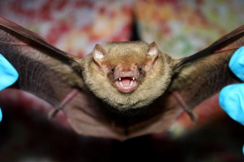 A close-up of a Yellow Bat, which can be seen at dusk feeding around street lamps.