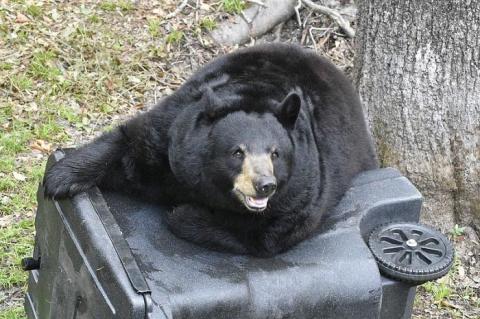 A Florida Black Bear attempts to get inside of a bear-proof trash can. 
