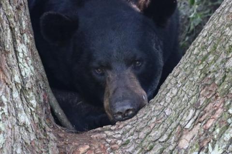 Bears become more active in Spring, as they search for things to eat.