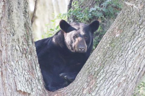 During the fall, bears start consuming more calories to pack on fat reserves for the winter, even if they are not hibernating as long as they do in colder climates.
