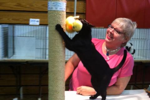 The TICA Cat Show is on its way to Sanford on Jan. 12 and 13, where the Civic Center will play host to dozens of cats.