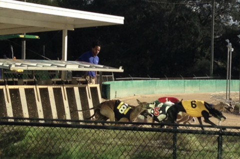 The Sanford-Orlando Kennel Club, located on Dog Track Road in Longwood, may soon close its doors. 