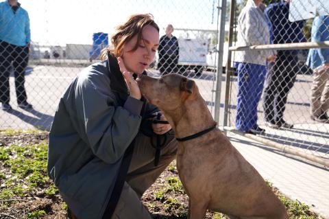 Tiger, 7, has been in the shelter for more than 200 days.