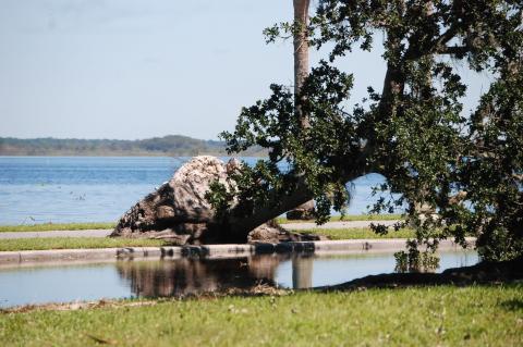 Saturated grounds along the lakefront allowed for trees to topple over with their roots intake.
