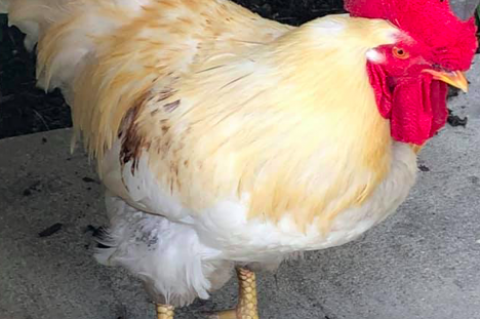 Fred the Chicken has become one of the more popular of the Oviedo chickens in downtown. 