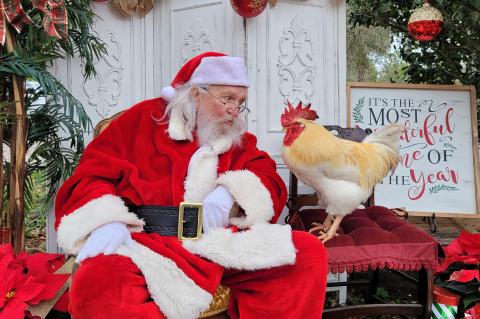 Fred the Rooster (right) with Santa Claus during an annual Oviedo Christmas event. Fred lived at My Oviedo Store in downtown Oviedo.