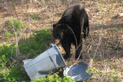 As bears become more active, residents should be mindful of what they leave outside.