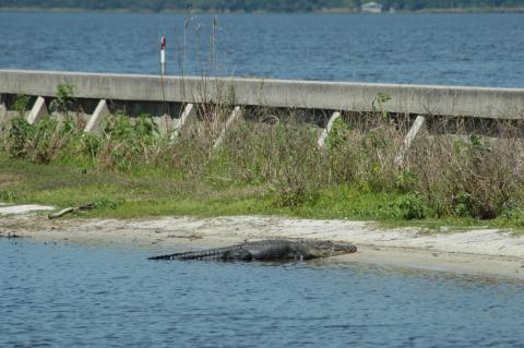An alligator suns himself on the lakefront of Lake Monroe.