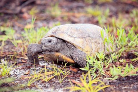 The FWC is encouraging residents to help conserve the gopher tortoise.
