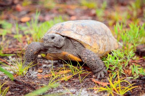 The gopher tortoise (above) becomes more active in spring and may need your help crossing roadways. 