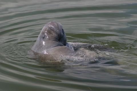 More than 10% of Florida manatees have died in 2021.