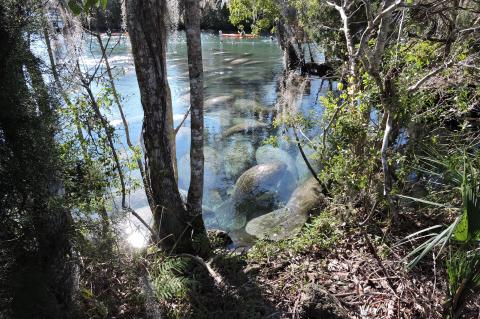 Manatees gather in the springs during the cooler months to stay warm. The Florida Fish and Wildlife Commission said they have seen an increase in manatee boating accidents and will be on patrol to help prevent them in the future.
