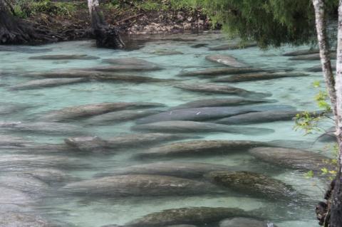 Manatees congrigate at the Crystal River in Spring.