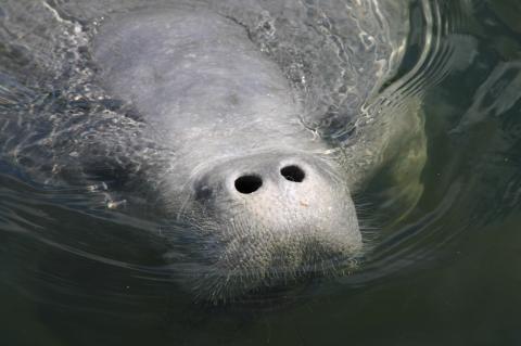 Although they are large, manatees are sometimes difficult to see in the water.