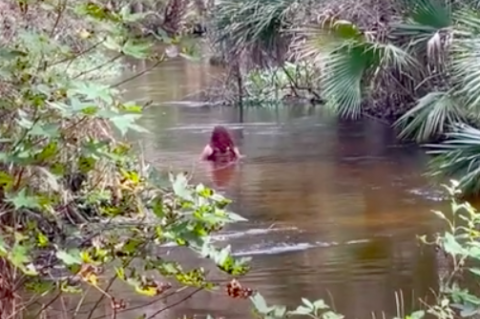 A still from the video (above) shows Paola Miranda-Rosa wading down the Wekiva River the last day she was seen.