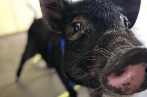 The Swaney family is trying to keep their pet pig Maggie, despite city ordinances prohibiting pigs being owned as pets.