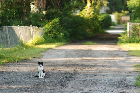 Two cats in Seminole County have tested positive for rabies in Seminole.