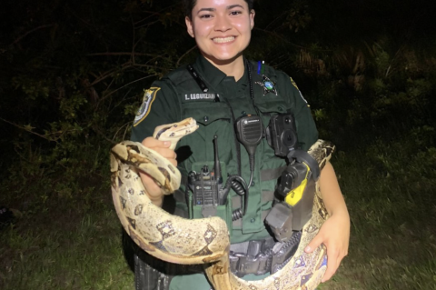 Deputy Leguizamo holds the six-foot boa she helped find last Wednesday morning near Old Lake Mary Road.