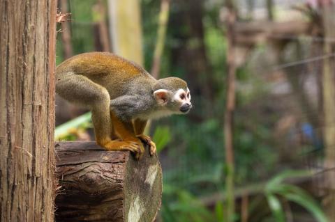 The Zoo’s three new squirrel monkeys are Atlas, Zeus and Huey.