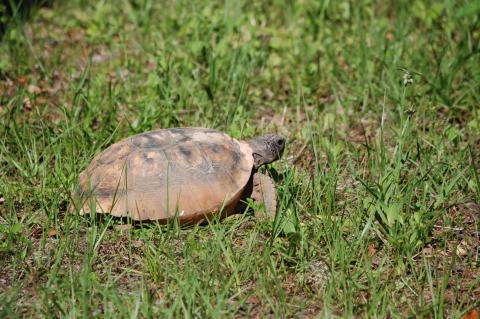 Gopher Tortoise Day is April 10.