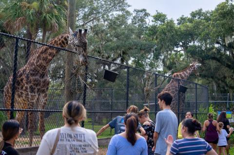  The Central Florida Zoo & Botanical Gardens is offering FREE admission for kids 12 and younger through Sept. 22. One children’s ticket is available for free with the purchase of one adult ticket.
