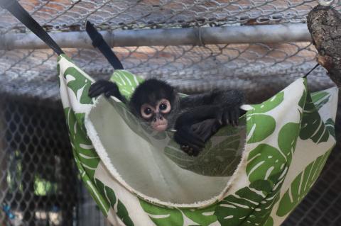 The Central Florida Zoo & Botanical Gardens is now home to three orphaned Mexican spider monkeys, who will make a difference for their species and help the Zoo educate visitors on the dangers of the illegal pet trade.