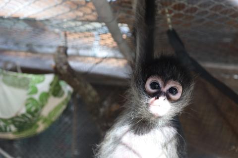 The three infant Mexican spider monkeys were confiscated at the U.S/Mexico border, where they were being smuggled into the country.