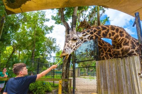 Giraffe feedings with Rafiki and Gage (above) are just one of the many experiences at Central Florida Zoo & Bontanical Gardens.
