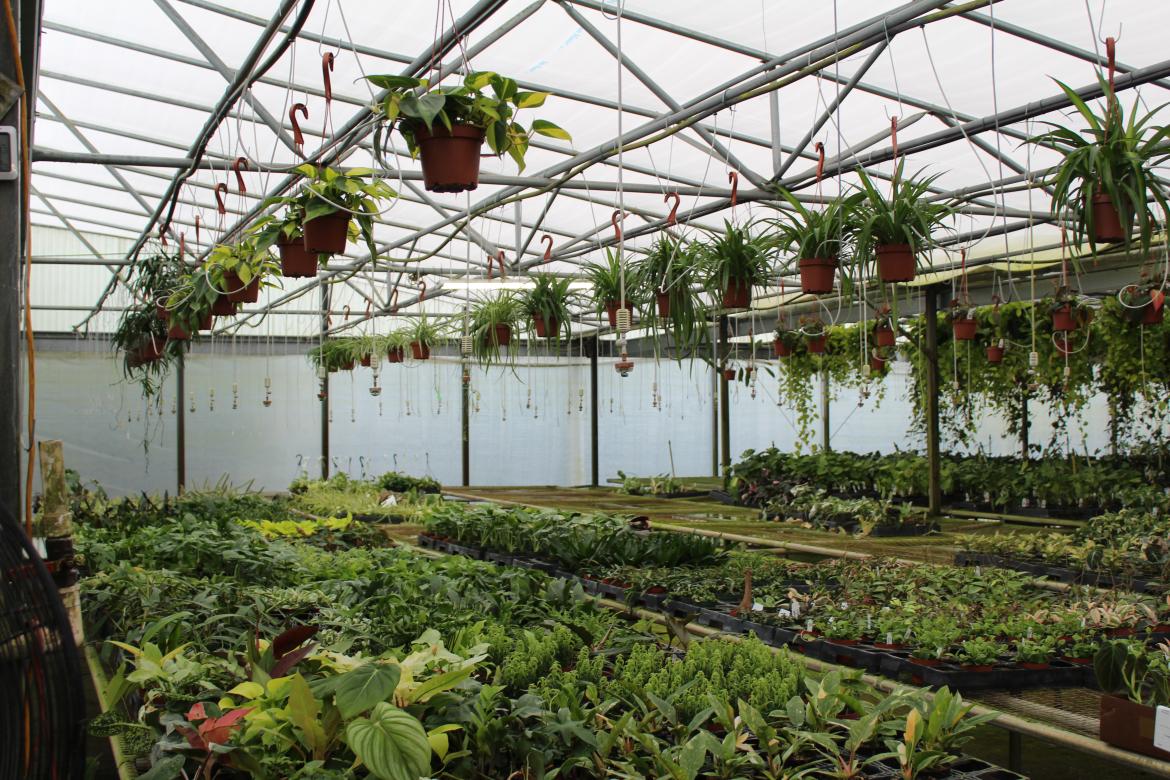 One of the nurseries at Gabriella Plants (above  in Oviedo.